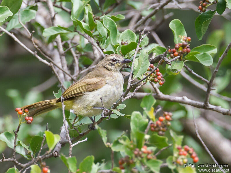 Bulbul à sourcils blancs