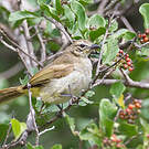 Bulbul à sourcils blancs