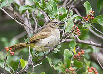 Bulbul à sourcils blancs