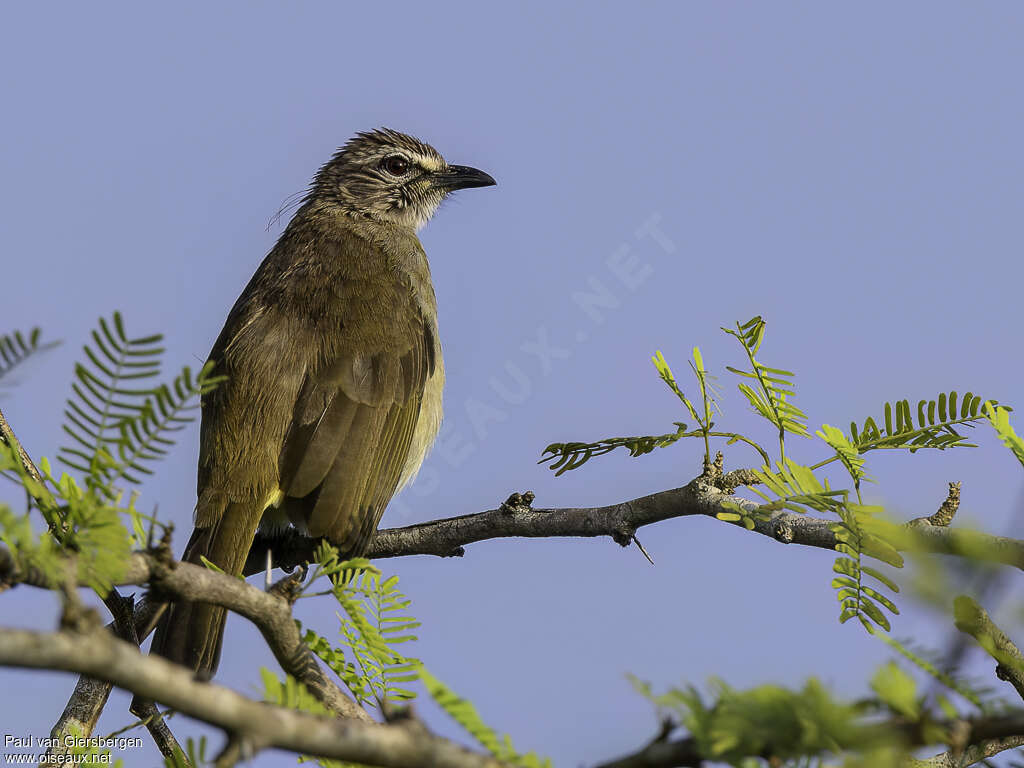 Bulbul à sourcils blancsadulte