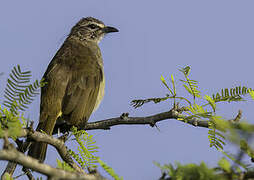 White-browed Bulbul