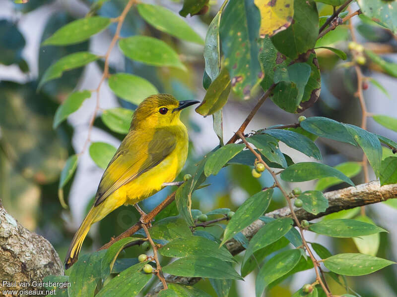 Yellow-browed Bulbuladult, habitat