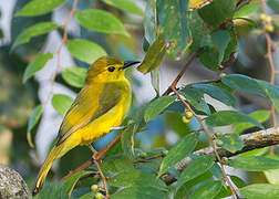 Yellow-browed Bulbul