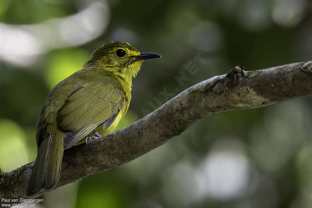 Bulbul à sourcils d'oradulte