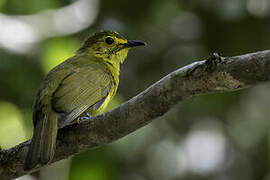 Yellow-browed Bulbul