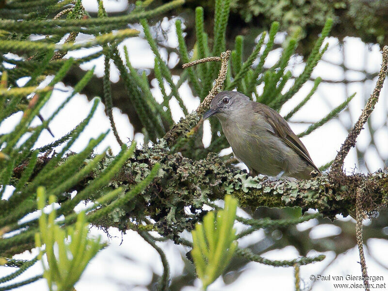 Yellow-streaked Greenbul