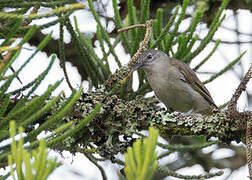 Yellow-streaked Greenbul