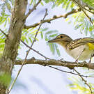 Bulbul à tête brune