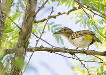 Bulbul à tête brune