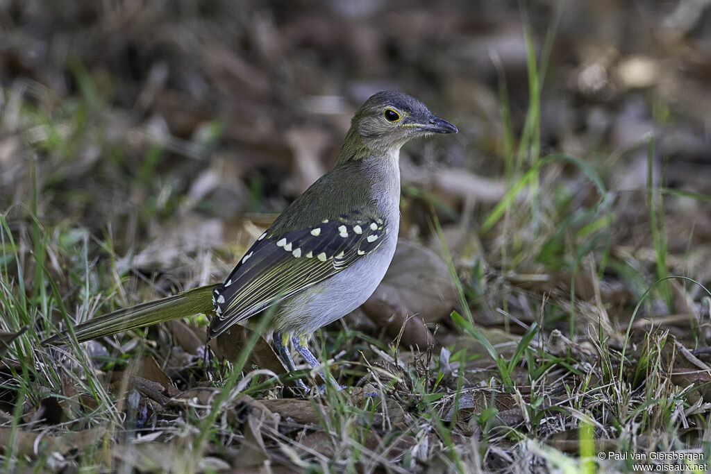 Bulbul à tête bruneadulte