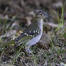Bulbul à tête brune