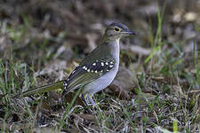 Bulbul à tête brune