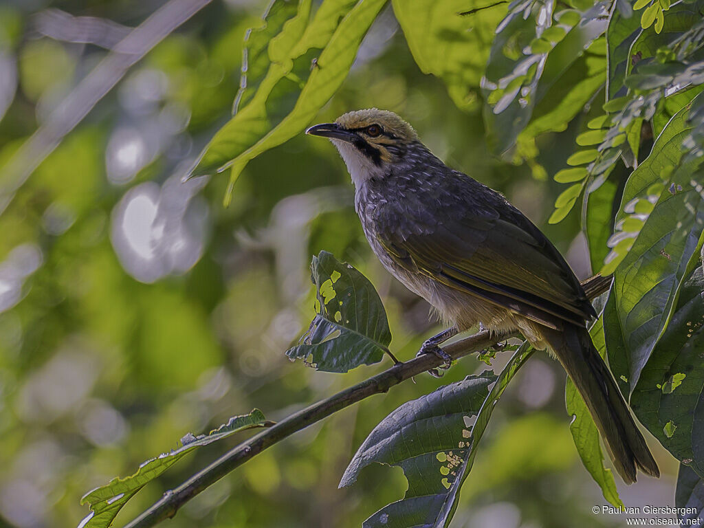 Straw-headed Bulbuladult