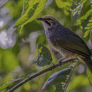 Bulbul à tête jaune