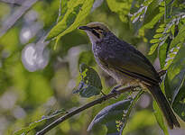 Bulbul à tête jaune