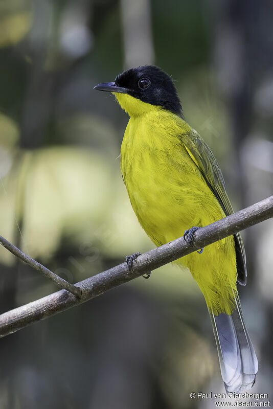 Bulbul à tête noireadulte