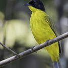 Bulbul à tête noire
