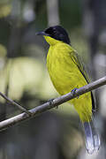 Black-capped Bulbul