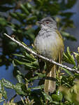 Bulbul à tête sombre