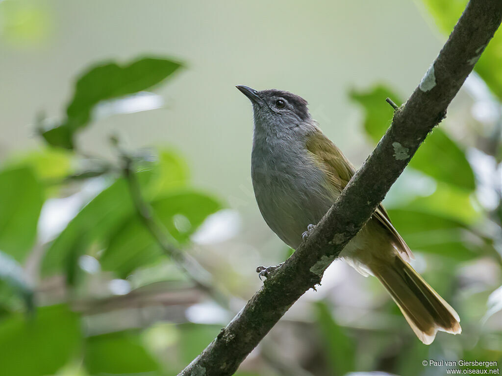 Bulbul à tête sombreadulte