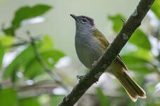 Bulbul à tête sombre