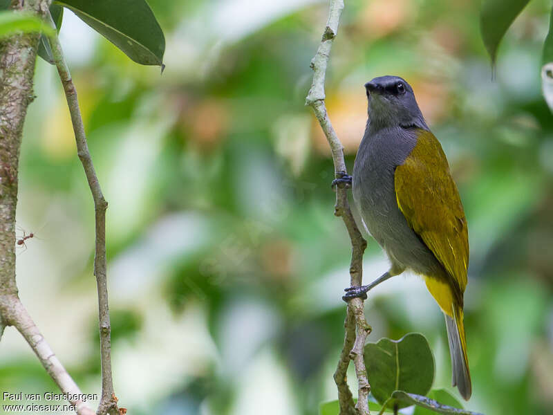 Bulbul à ventre grisadulte, identification