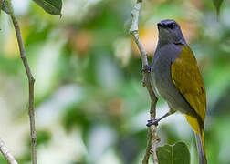 Grey-bellied Bulbul