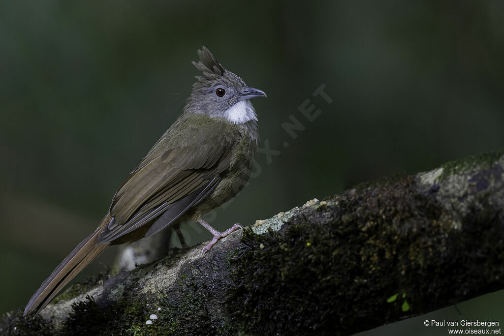 Bulbul à ventre marronadulte