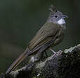 Bulbul à ventre marron