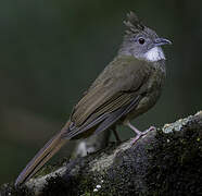 Bulbul à ventre marron