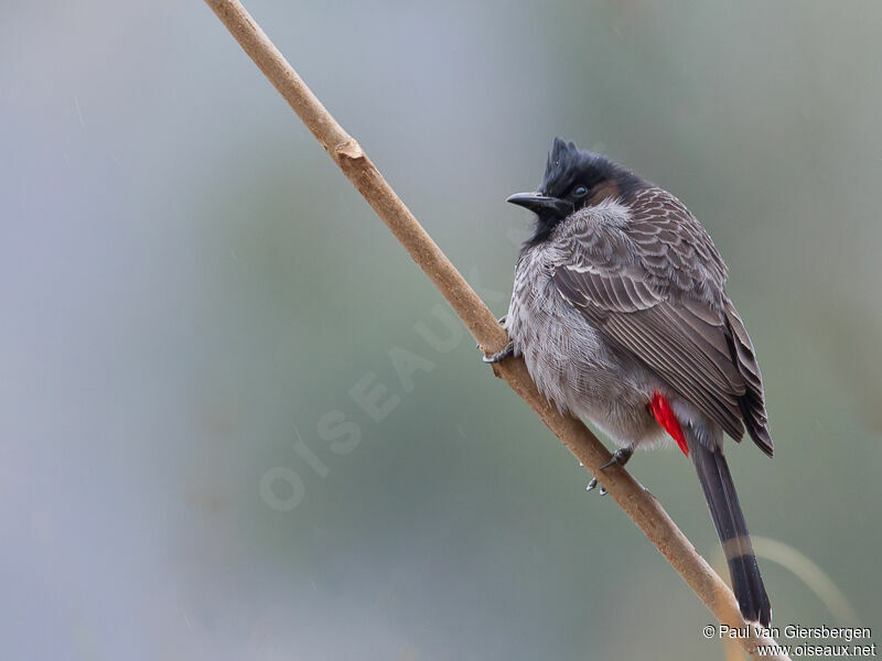 Bulbul à ventre rougeadulte