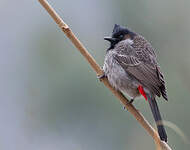 Bulbul à ventre rouge