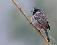 Bulbul à ventre rouge