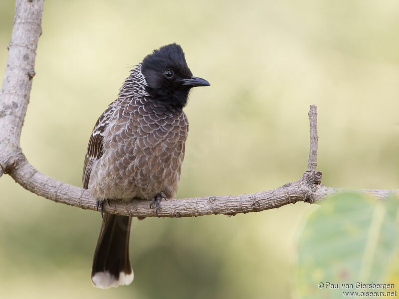 Red-vented Bulbuladult