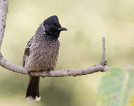 Bulbul à ventre rouge