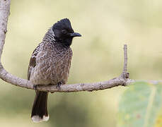 Red-vented Bulbul