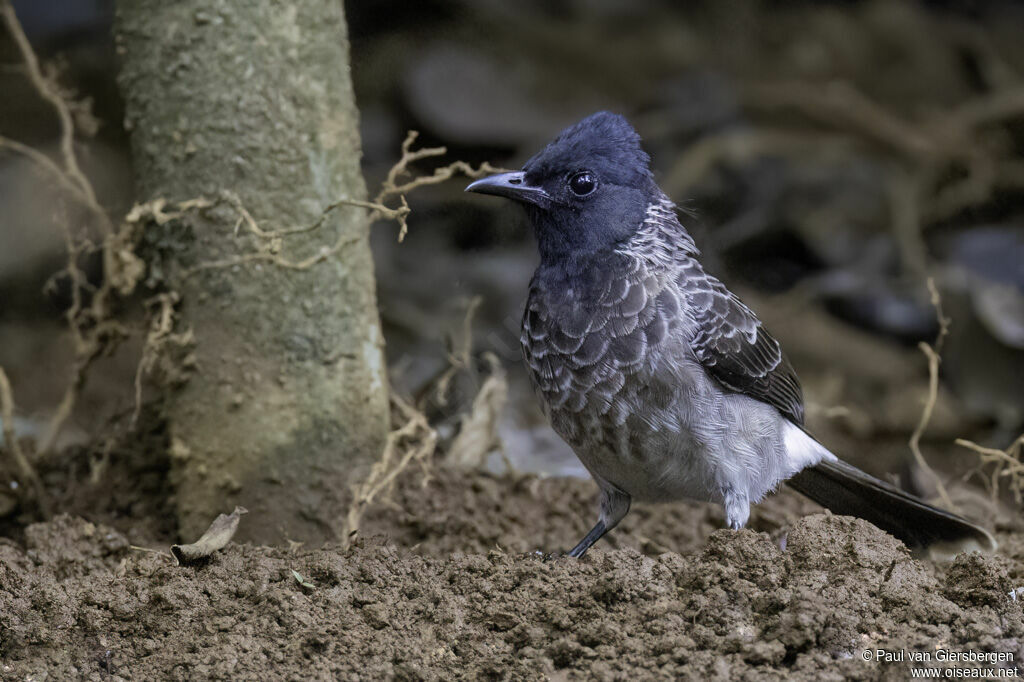 Red-vented Bulbuladult