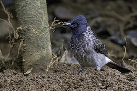 Red-vented Bulbul