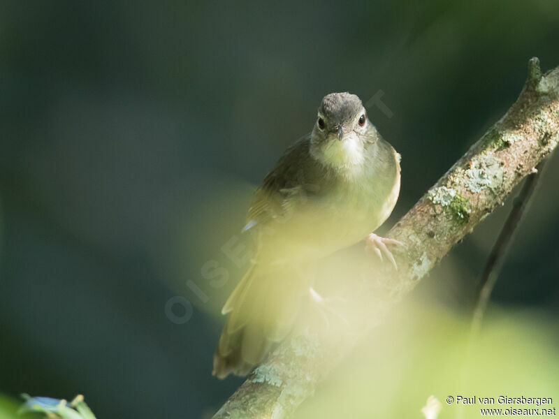 Pale-olive Greenbul