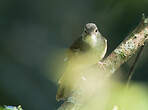 Bulbul à ventre roux