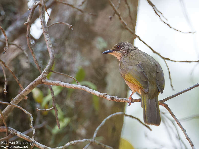 Bulbul aux ailes oliveadulte, identification