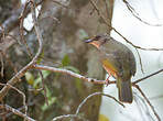 Bulbul aux ailes olive