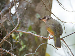 Olive-winged Bulbul