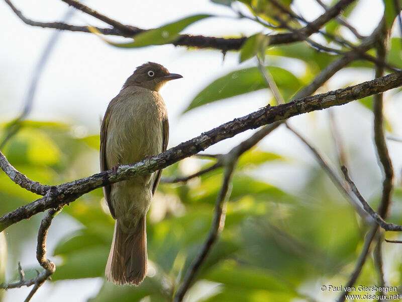 Bulbul aux yeux blancs