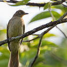 Bulbul aux yeux blancs