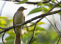 Bulbul aux yeux blancs