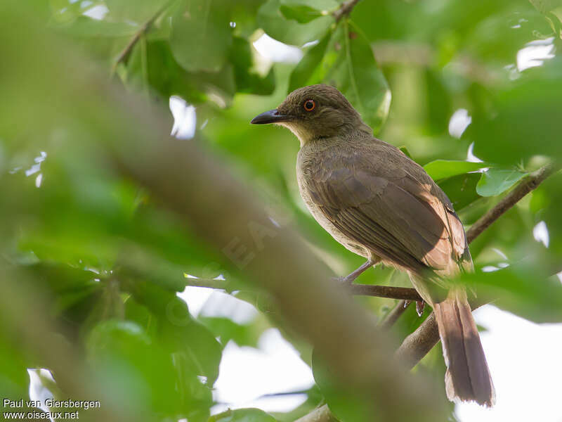 Bulbul aux yeux rougesadulte, identification