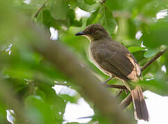 Asian Red-eyed Bulbul