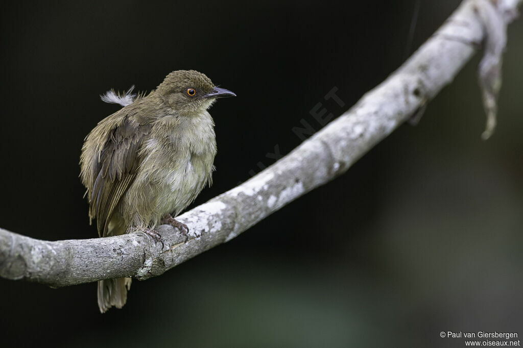 Bulbul aux yeux rougesadulte