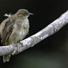 Bulbul aux yeux rouges